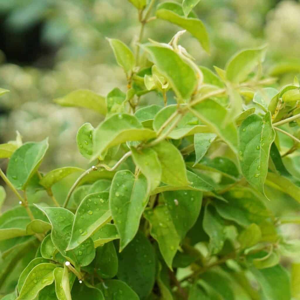 Pianta di erbe aromatiche fresche, ideale per cucina e benessere naturale.